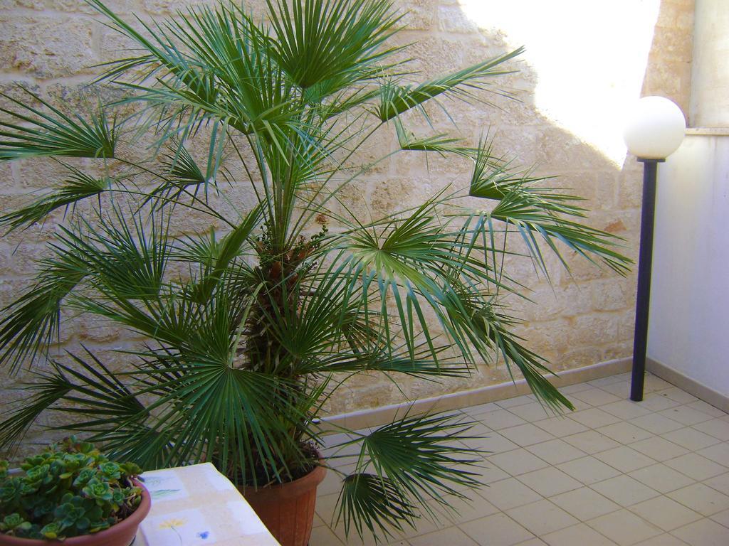 אלברובלו B&B Aquila מראה חיצוני תמונה